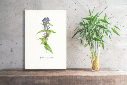Wanddecoratie "Kruisbladgentiaan"