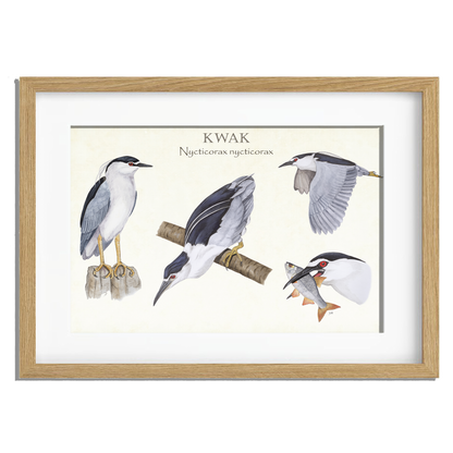 Ingelijst "Kwak, het leven van"