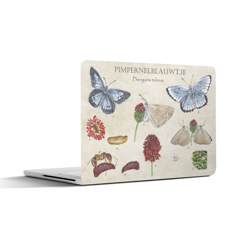 Laptopsticker "Pimpernelblauwtje, het leven van"