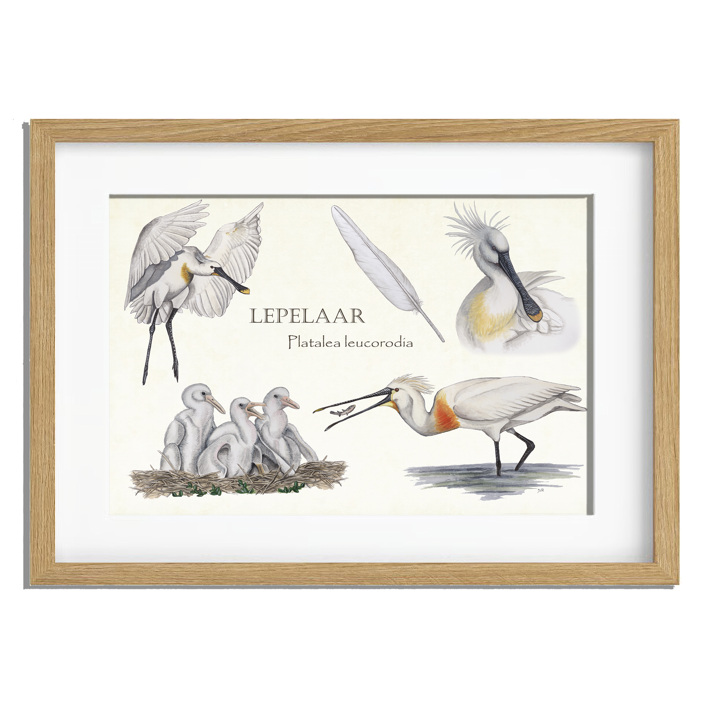 Ingelijst "Lepelaar, het leven van"