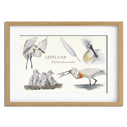 Ingelijst "Lepelaar, het leven van"