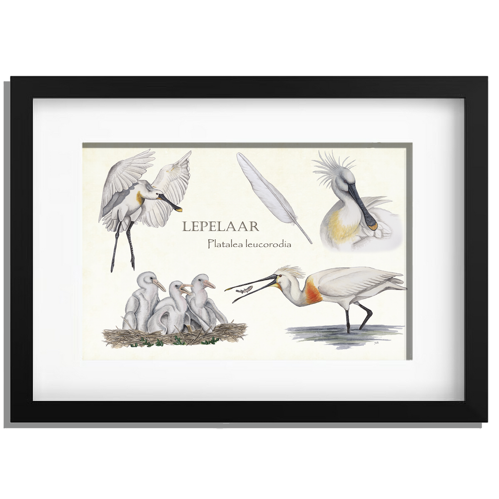 Ingelijst "Lepelaar, het leven van"