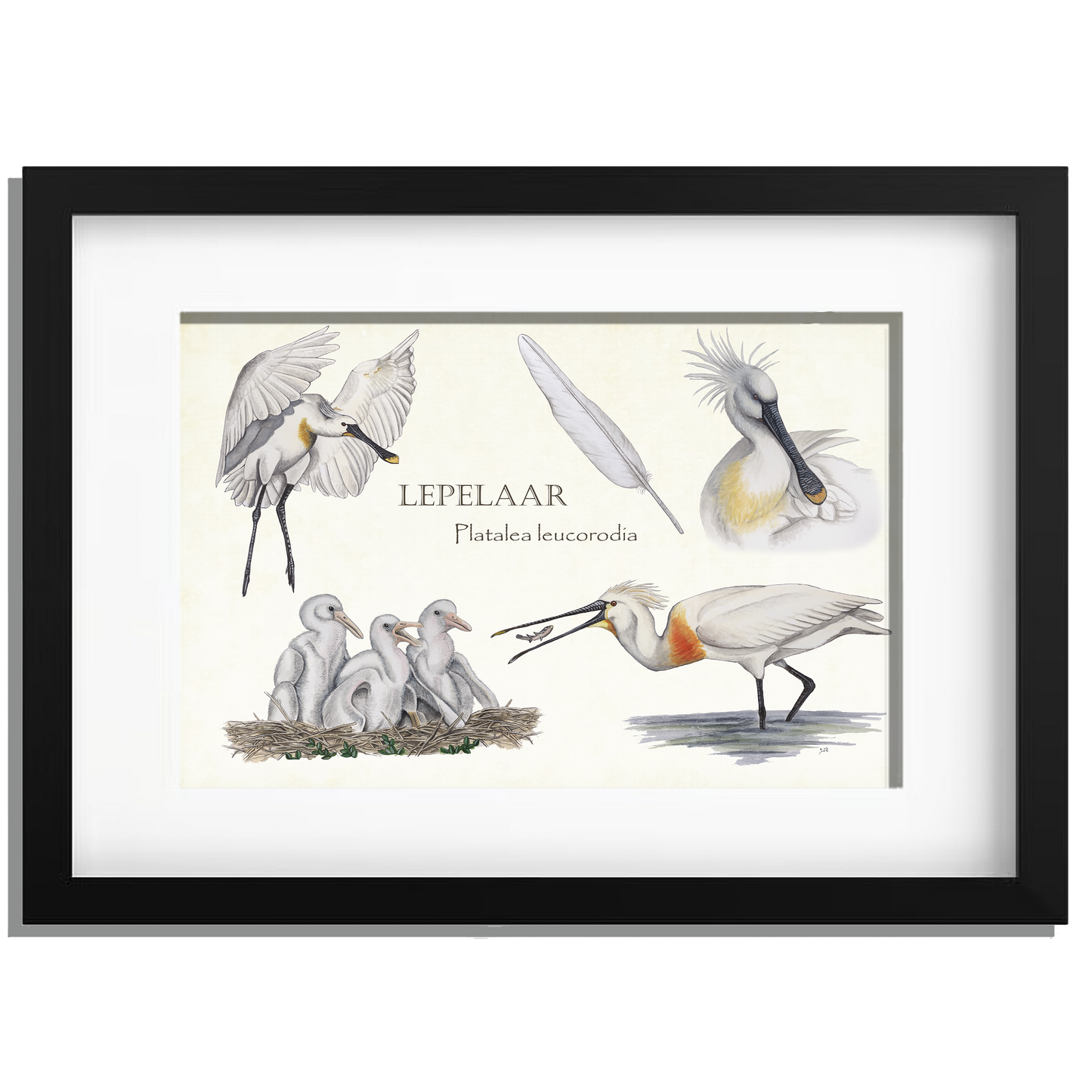 Ingelijst "Lepelaar, het leven van"