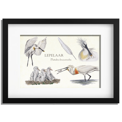 Ingelijst "Lepelaar, het leven van"
