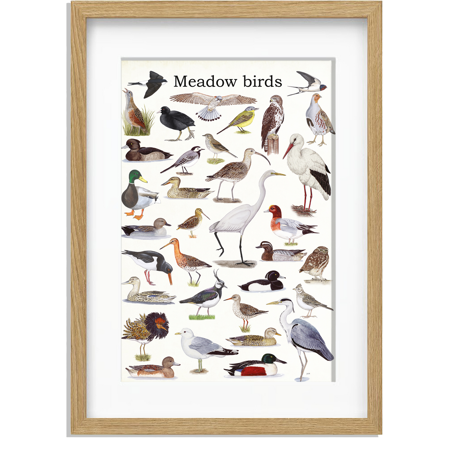 Ingelijst "Meadow birds"