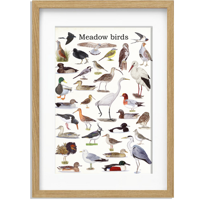 Ingelijst "Meadow birds"