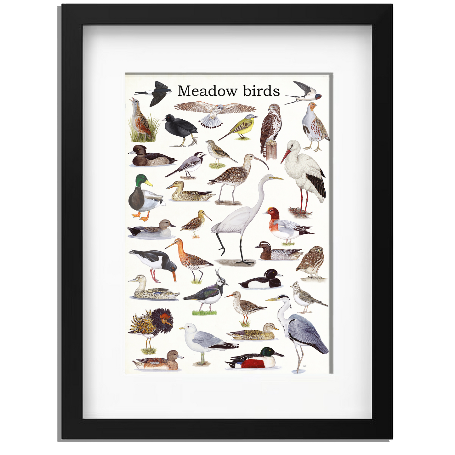 Ingelijst "Meadow birds"