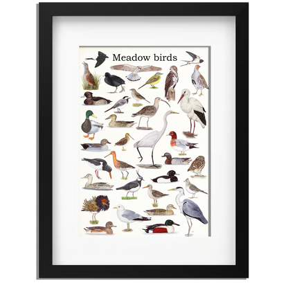 Ingelijst "Meadow birds"