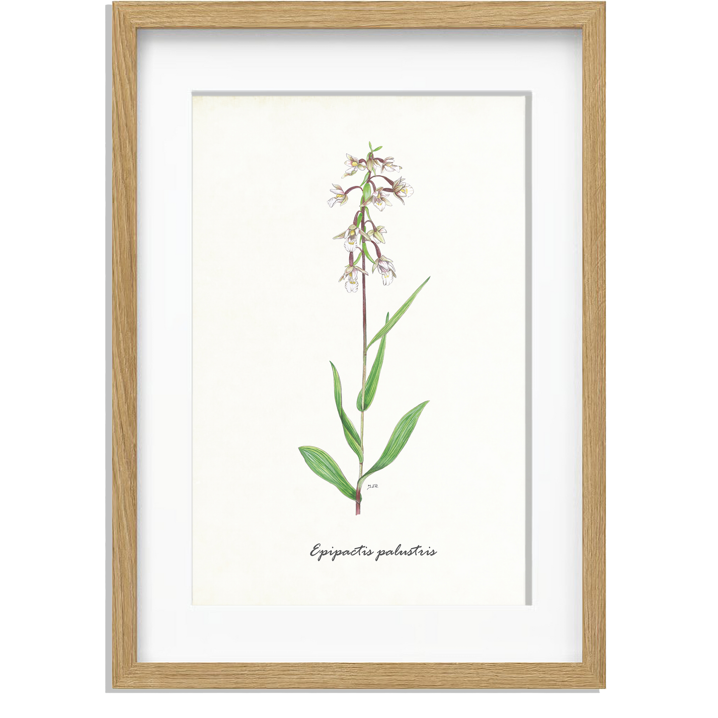 Ingelijst "Moeraswespenorchis"