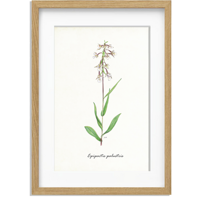Ingelijst "Moeraswespenorchis"