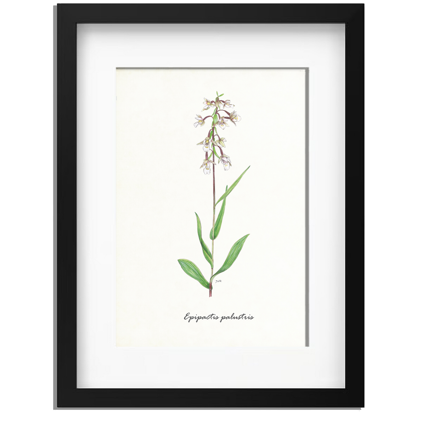 Ingelijst "Moeraswespenorchis"