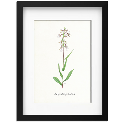 Ingelijst "Moeraswespenorchis"