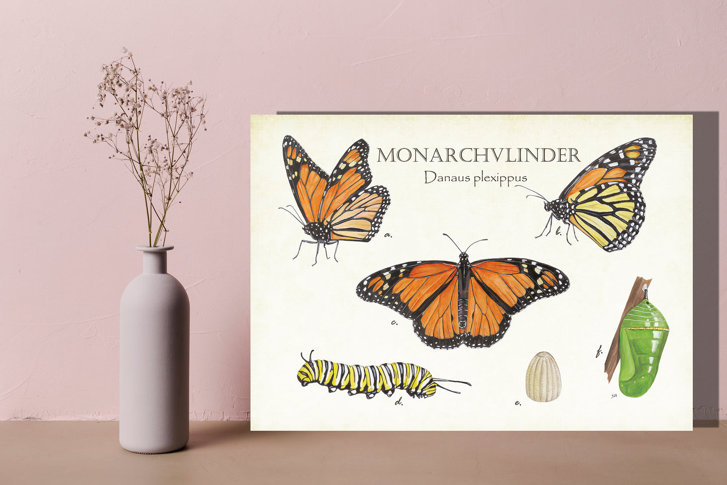 Wanddecoratie "Monarchvlinder, het leven van"