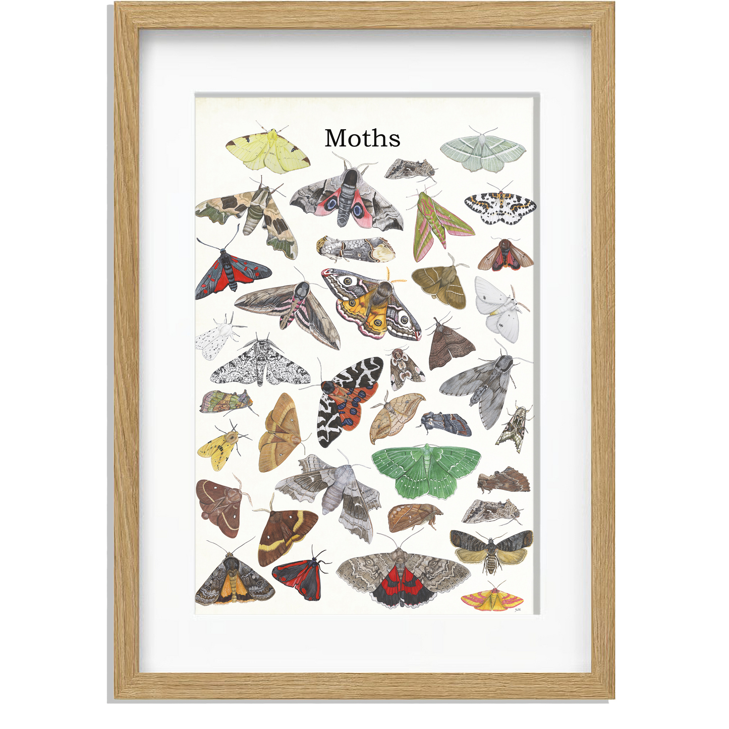 Ingelijst "Moths"