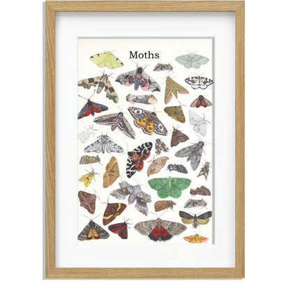 Ingelijst "Moths"