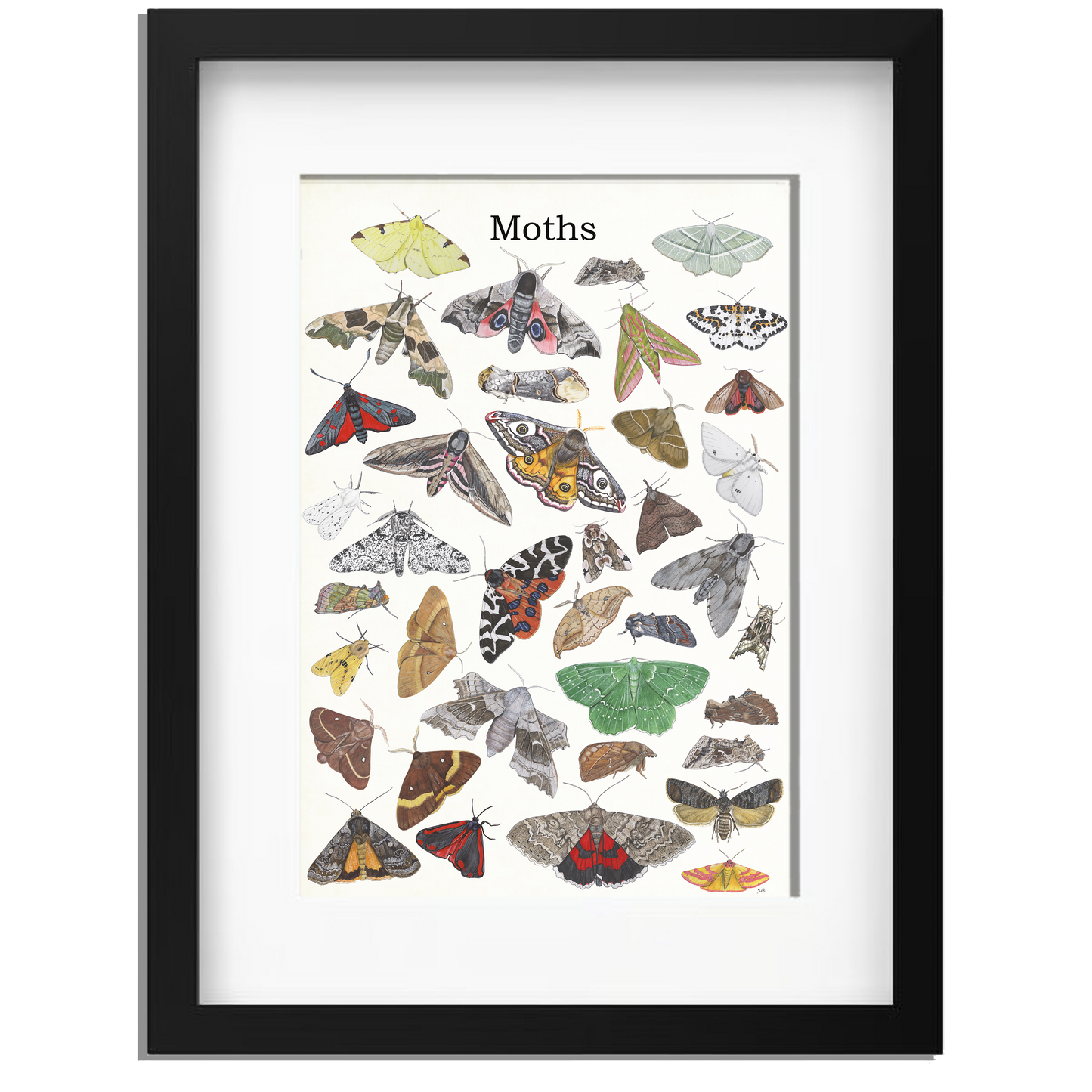 Ingelijst "Moths"