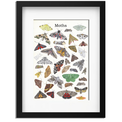 Ingelijst "Moths"