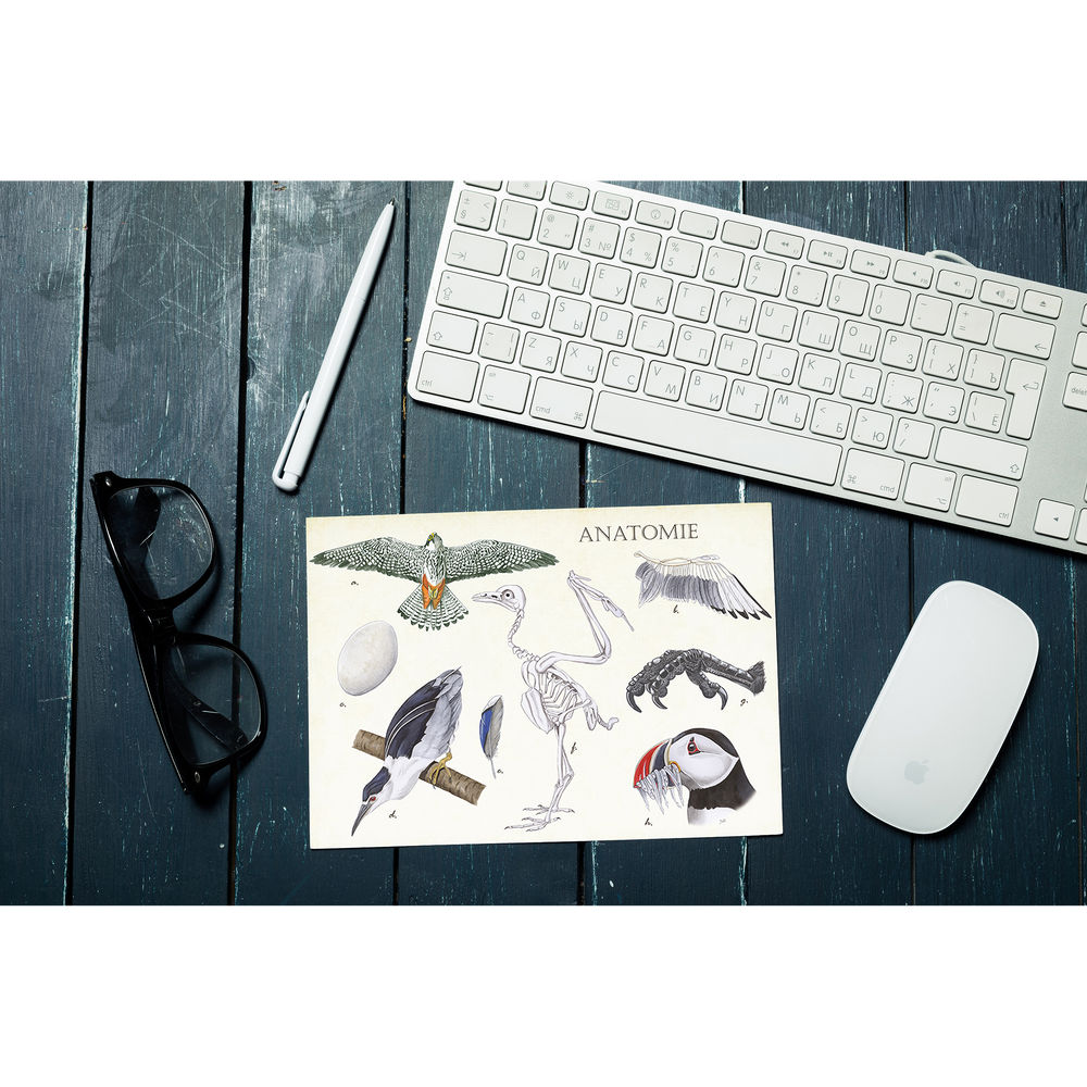 Muismat "Anatomie Birds"