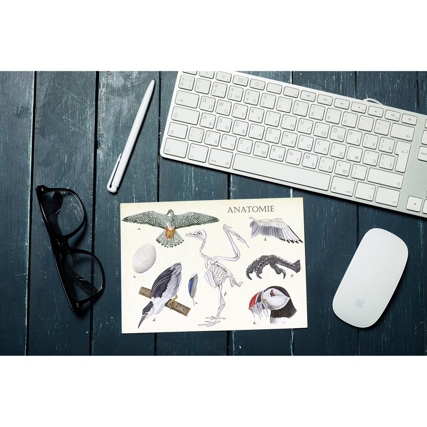 Muismat "Anatomie Birds"