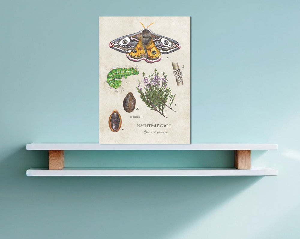 Wanddecoratie "Nachtpauwoog, het leven van"