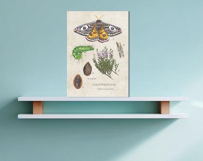 Wanddecoratie "Nachtpauwoog, het leven van"