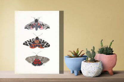 Wanddecoratie "Nachtvlinders met grote beer"