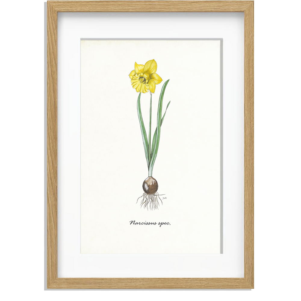 Ingelijst "Narcis"