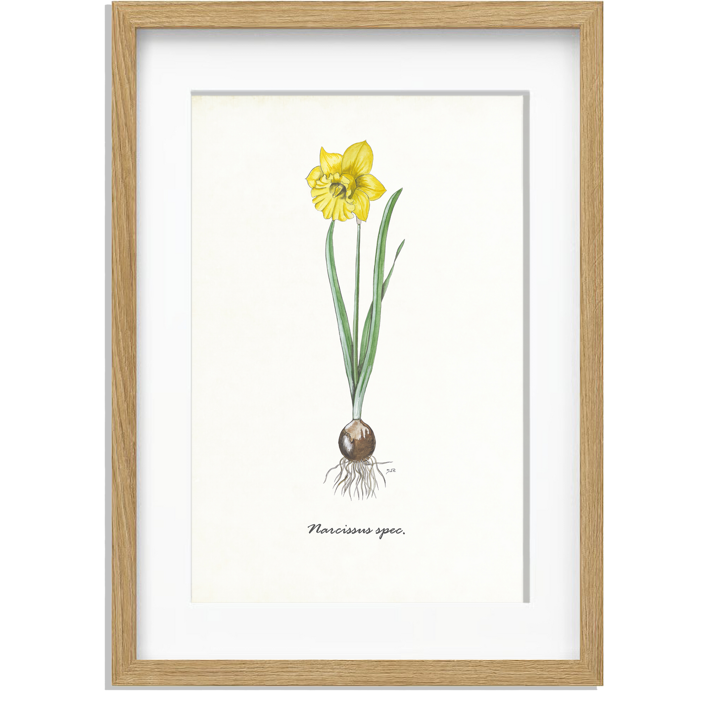 Ingelijst "Narcis"