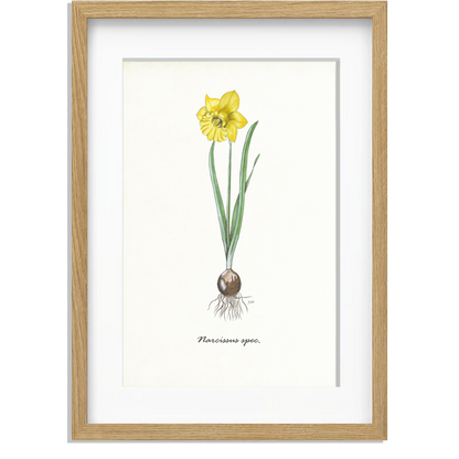 Ingelijst "Narcis"