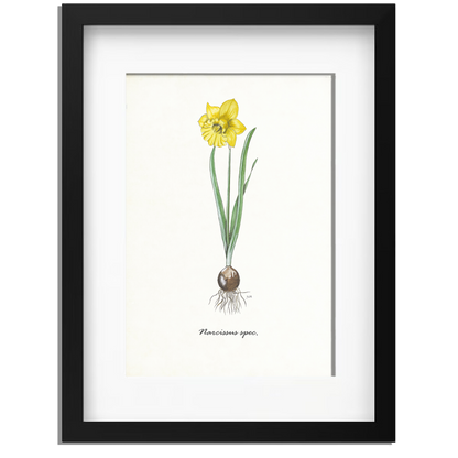 Ingelijst "Narcis"
