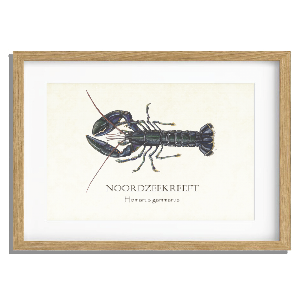 Ingelijst "Noordzeekreeft"