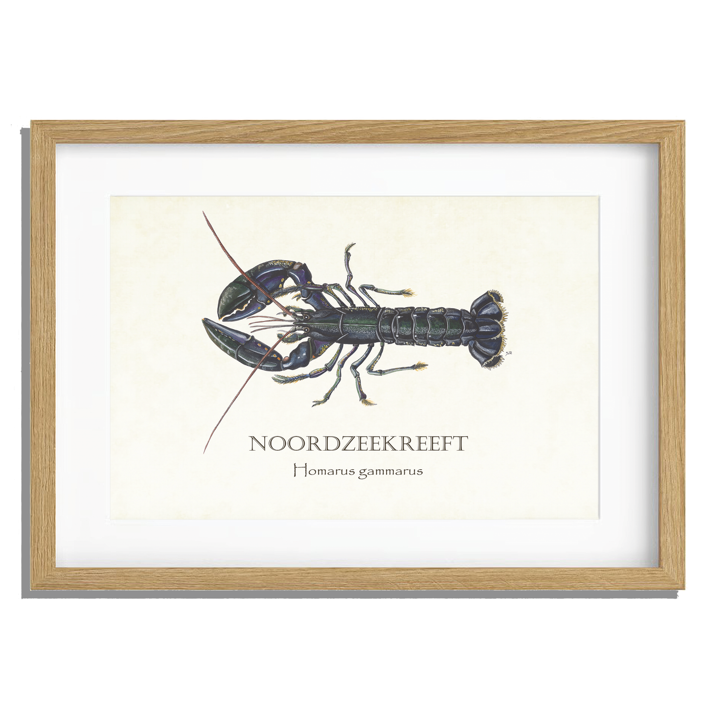 Ingelijst "Noordzeekreeft"