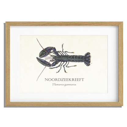 Ingelijst "Noordzeekreeft"
