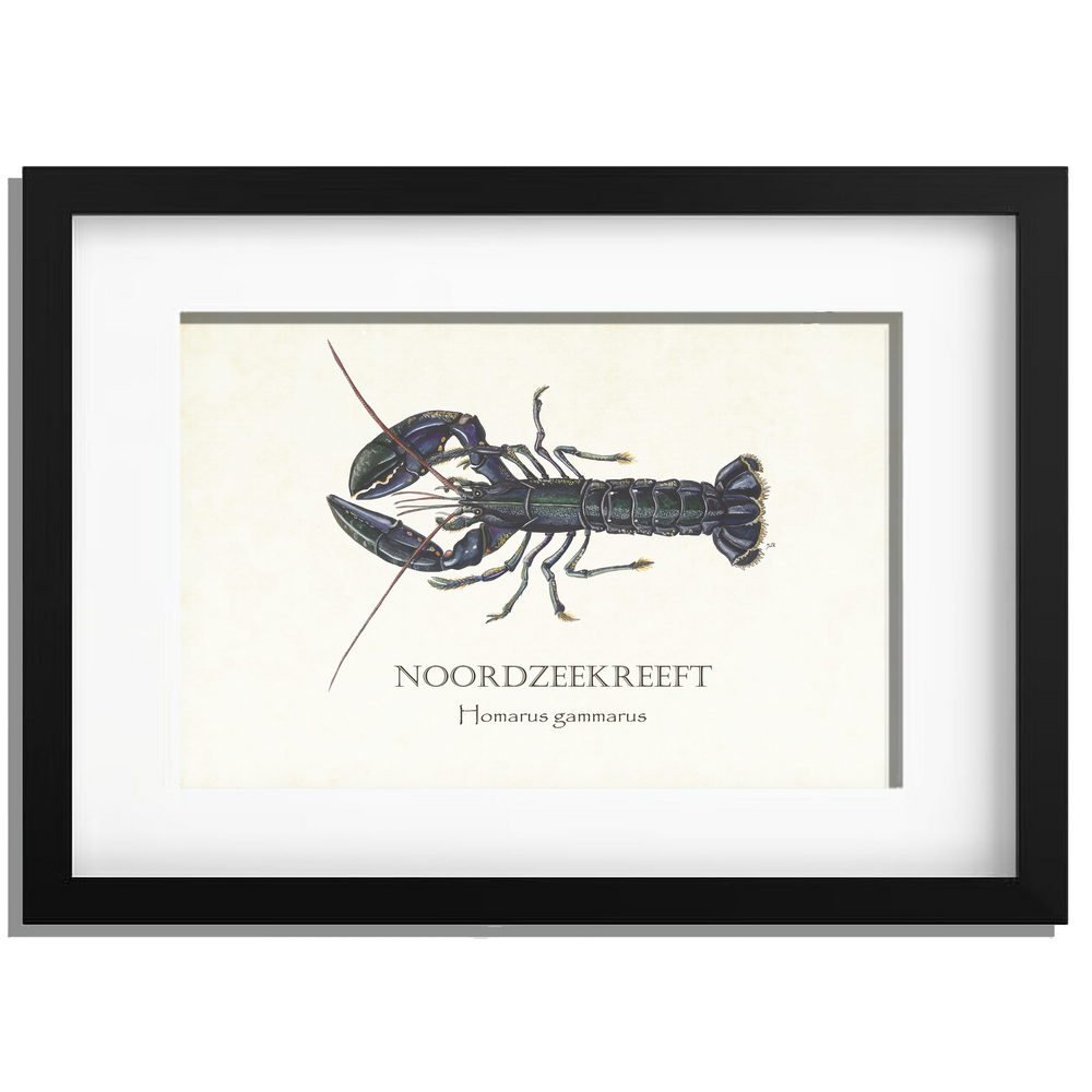 Ingelijst "Noordzeekreeft"