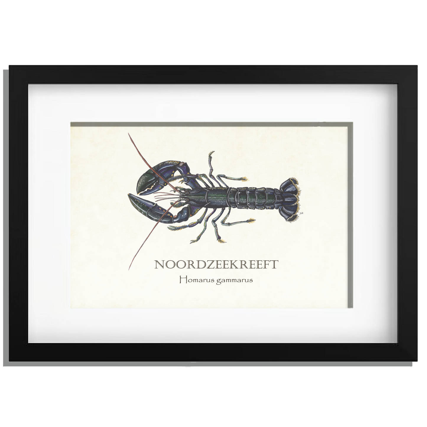 Ingelijst "Noordzeekreeft"