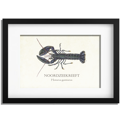 Ingelijst "Noordzeekreeft"