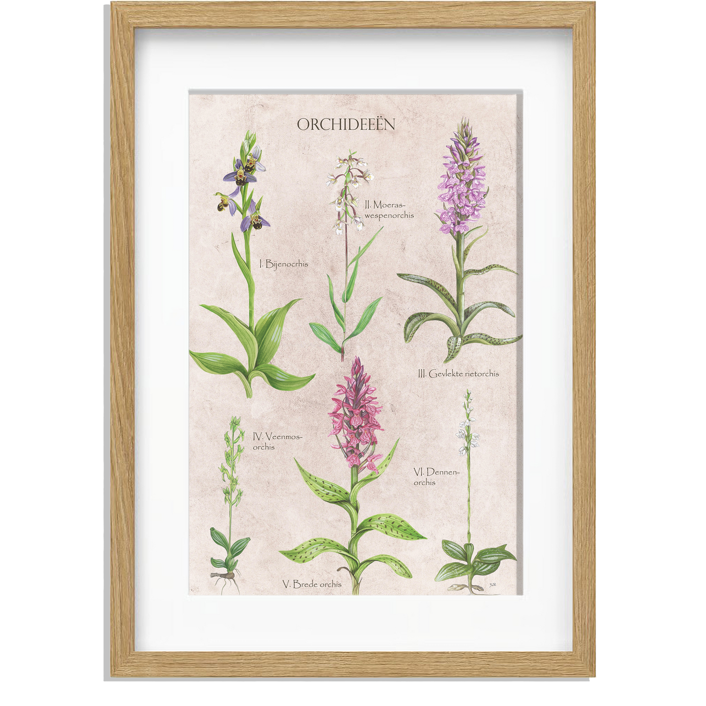 Ingelijst "Orchideeën"