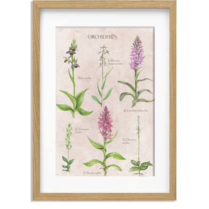 Ingelijst "Orchideeën"