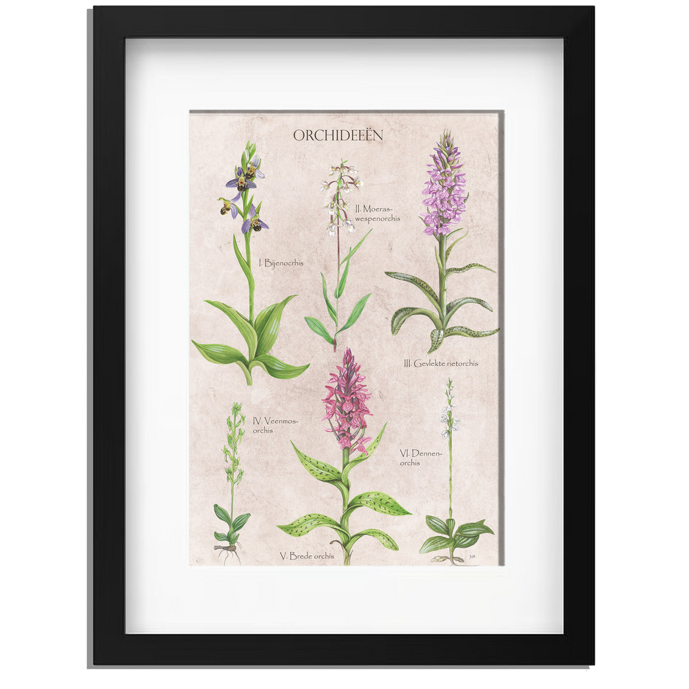 Ingelijst "Orchideeën"
