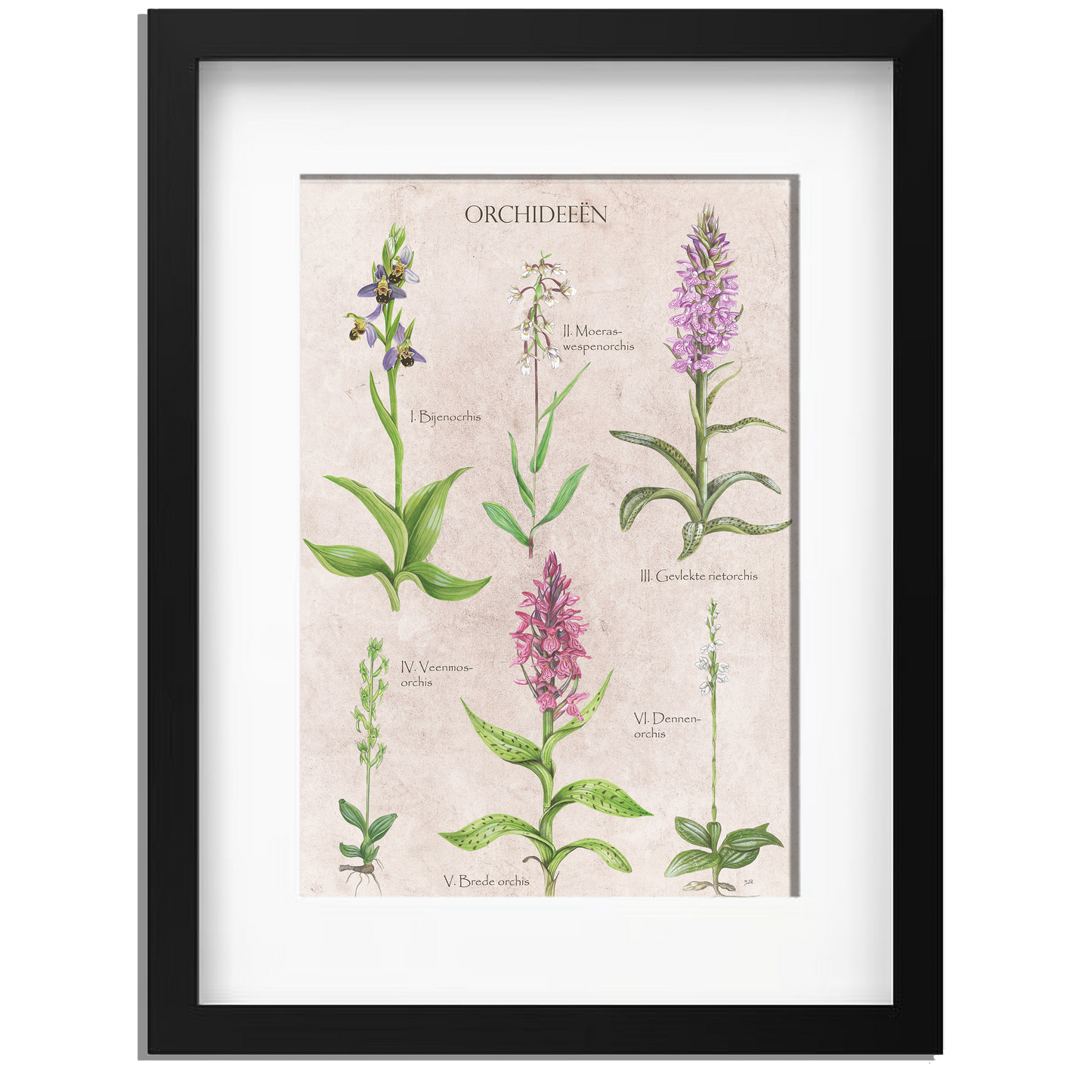 Ingelijst "Orchideeën"
