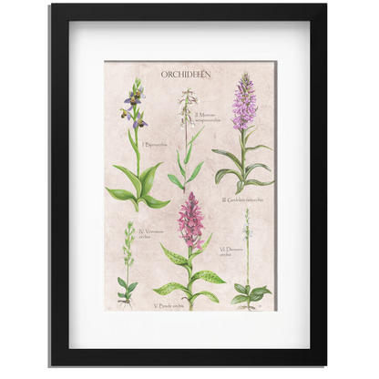 Ingelijst "Orchideeën"