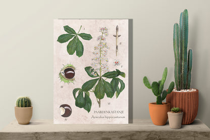 Wanddecoratie "Paardenkastanje, het leven van"