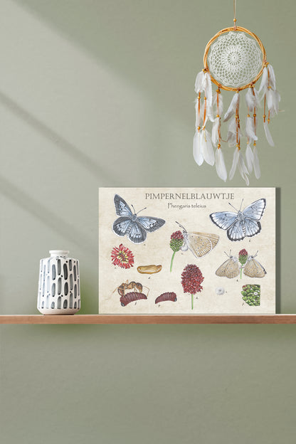 Wanddecoratie "Pimpernelblauwtje, het leven van"