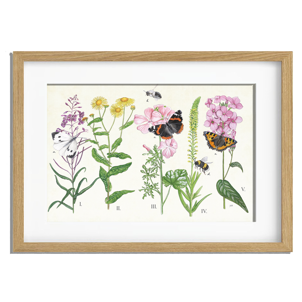 Ingelijst "Planten en haar insecten"