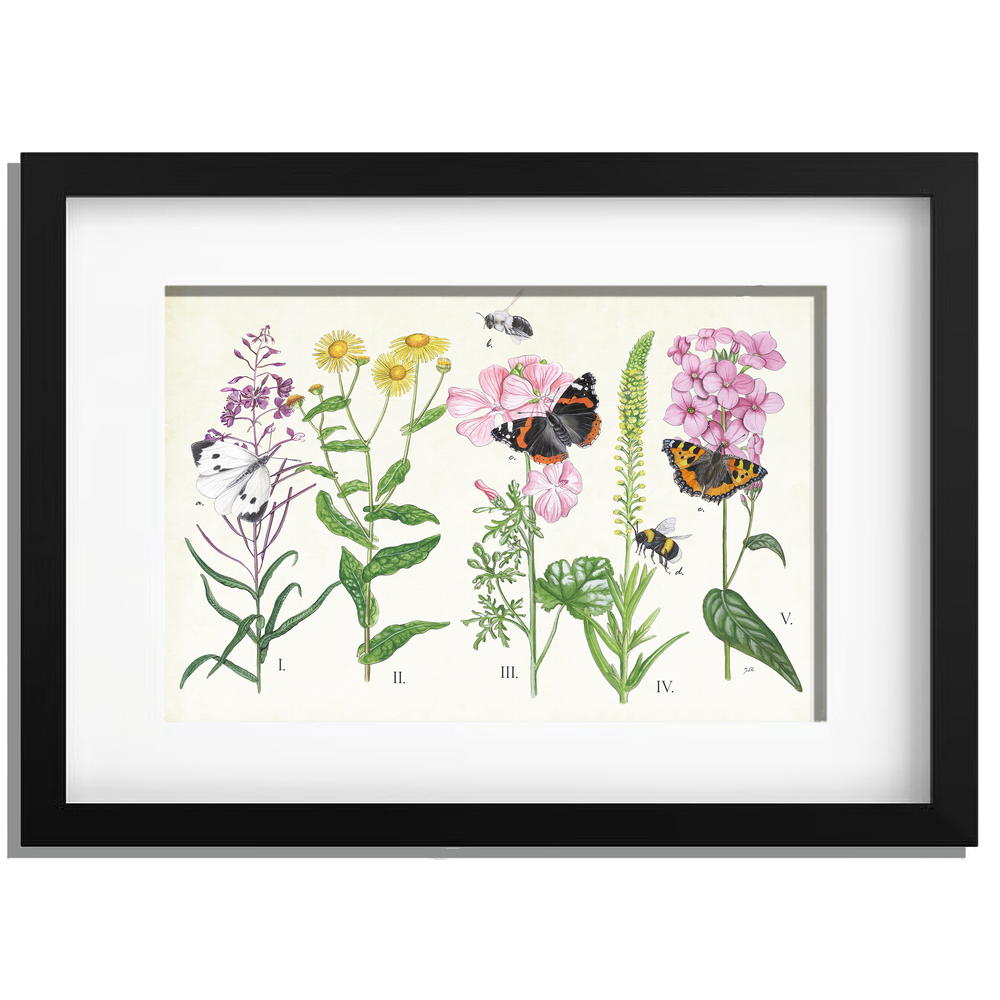 Ingelijst "Planten en haar insecten"