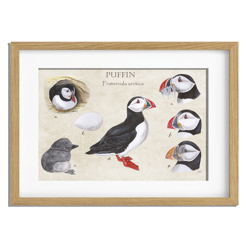 Ingelijst "Puffins, het leven van"