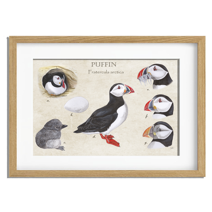 Ingelijst "Puffins, het leven van"