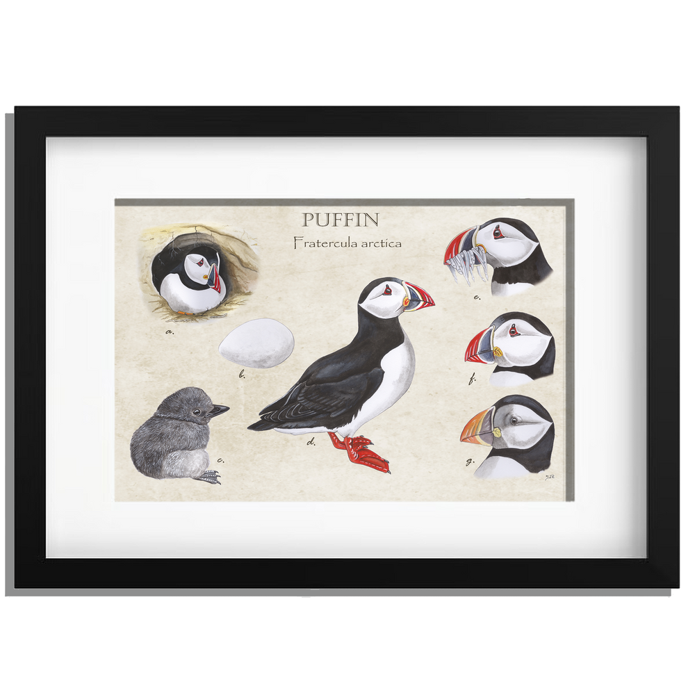 Ingelijst "Puffins, het leven van"