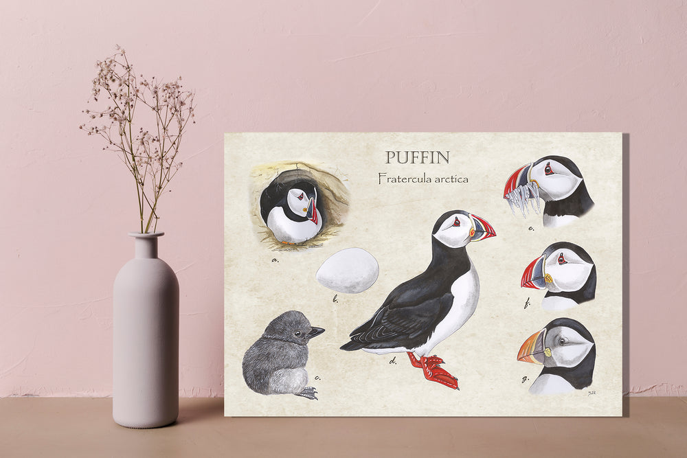 Wanddecoratie "Puffin"