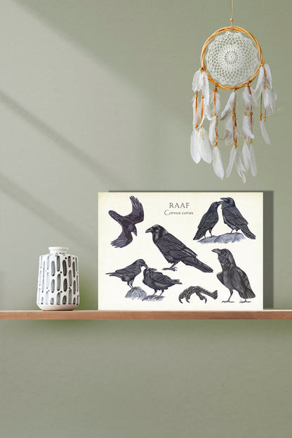 Wanddecoratie "Raaf, het leven van"